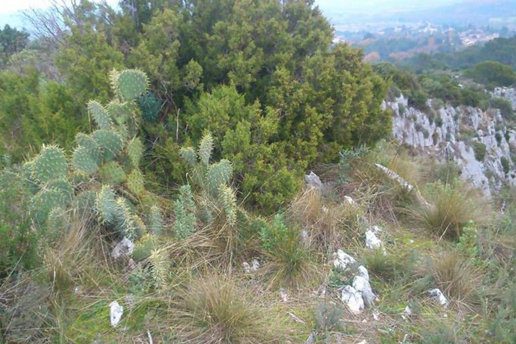 Proche D'Uzes La Terrasse Du Soleil Levant Collias Eksteriør bilde